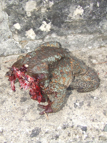 rospo predato(immagini un po crude)